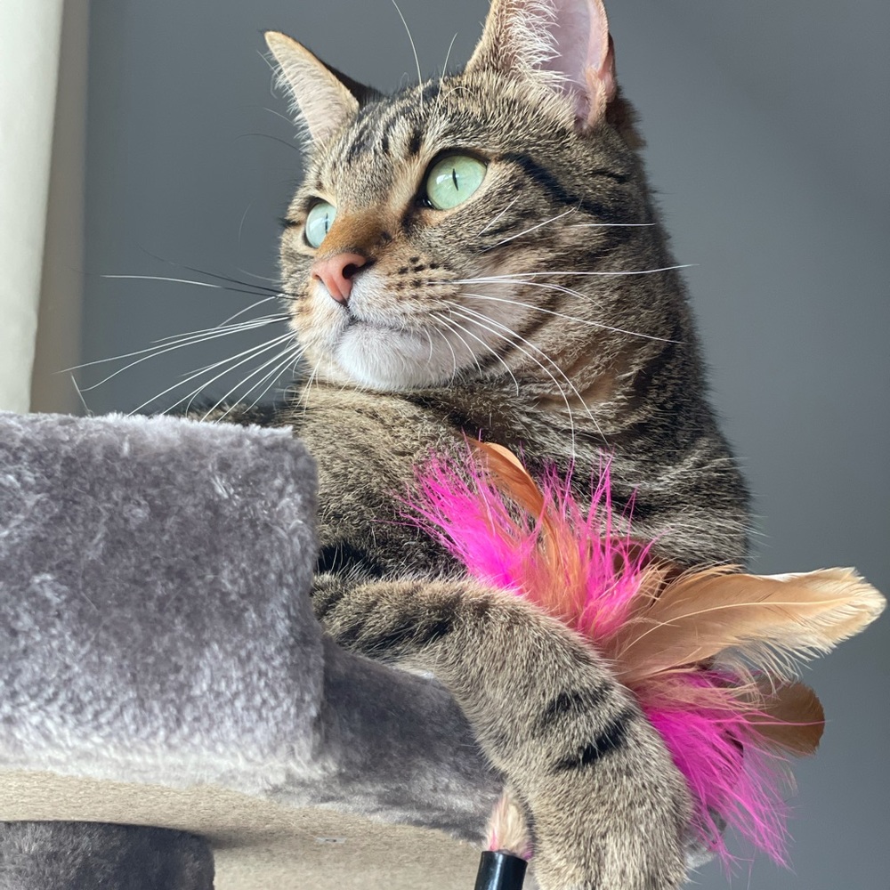 Meet your Posher, Diana